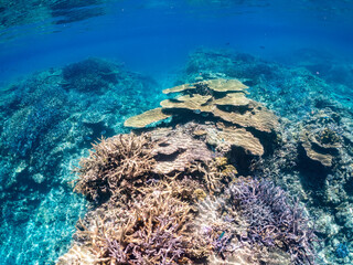 美しいデバスズメダイ、ミスジリュウキュウスズメダイ（スズメダイ科）他の群れの半水面撮影。
英名学名：Blue green damselfish, Blue green chromis (Chromis viridis), Whitetail dascyllus, Dascyllus aruanus
巨大なサンゴ礁と熱帯魚の群れ。
沖縄県島尻郡慶良間諸島座間味島嘉比島-2025/6/27
