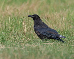 German Raven in the fields beside the River Rhine. High quality photo