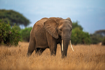 Fototapeta premium African elephant walking in savannah, Kenya