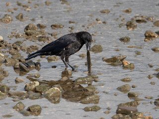 German Raven in the River Rhine collecting and turning stones - High Quality and funny