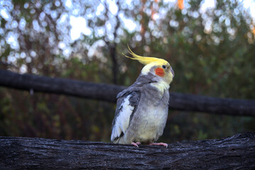 Cockatiel sitting in a tree