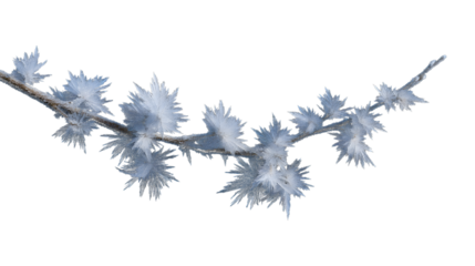 frost-covered branch isolated on white background