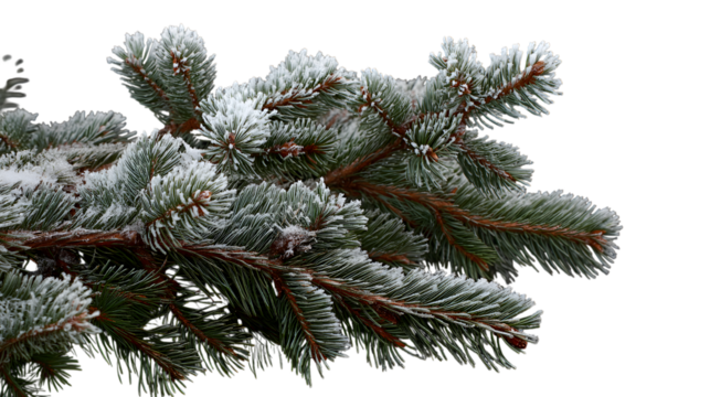 Snowy pine branch isolated on white background
