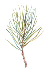 Obraz premium Watercolor illustration of a pine branch with green needles, isolated on white background, natural evergreen element for Christmas decoration, winter design, and botanical art projects.