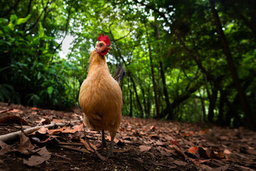 Red junglefowl (Gallus gallus), with a beautiful green and coloured background. Colourful bird with...