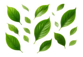 Green leaves flying in the wind.