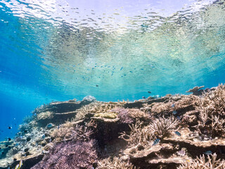 美しいデバスズメダイ、ミスジリュウキュウスズメダイ（スズメダイ科）他の群れの半水面撮影。
英名学名：Blue green damselfish, Blue green chromis (Chromis viridis), Whitetail dascyllus, Dascyllus aruanus
巨大なサンゴ礁と熱帯魚の群れ。
沖縄県島尻郡慶良間諸島座間味島嘉比島-2025/6/27
