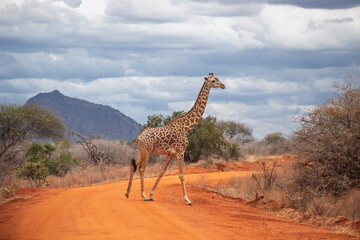 Wild Giraffe Crossing Red Dirt Road in African Savannah