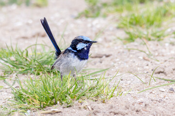 Superb Fairywren in Transitional Plumage Standing on Sandy Ground