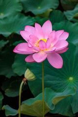 Beautiful pink Gyozankou lotus flowers blooming in a pond in the morning.