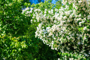 Lush greenery and blooming white flowers in sunlit garden