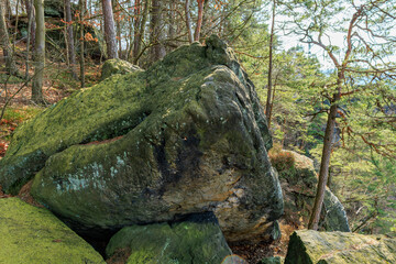 Moss-covered boulder in forest landscape with trees and sunlight