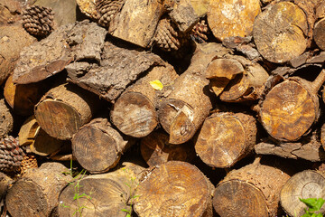 Pile of stacked logs in the forest looking at the cut ends