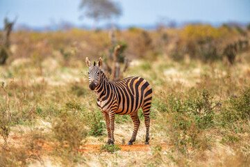 Plains zebra standing in savannah, Kenya
