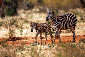 Plains zebra mother with foal walking in savannah, Kenya