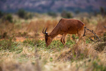 Hartebeest antelope grazing in savannah, Kenya
