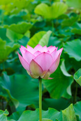Obraz premium Beautiful pink Hime lotus flower buds blooming in a pond early in the morning. 