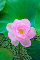 Beautiful pink Hime lotus flower buds blooming in a pond early in the morning.　
