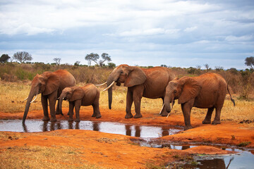 Fototapeta premium African Elephants Drinking at a Waterhole in Tsavo National Park