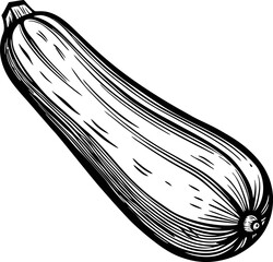 Hand drawn zucchini illustration black and white vegetable sketch, organic produce, healthy food, line art, engraving