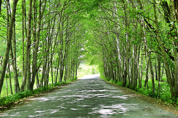 perspective view of a road with tree tunnel