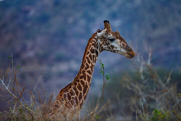 Giraffe feeding on acacia leaves in the wild