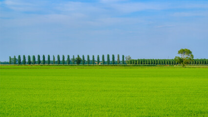 Rice fields near Valeggio in Lomellina, Pavia province, Italy