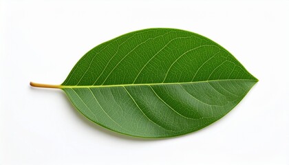 green leaf isolated on white