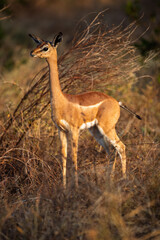 Gerenuk antelope standing in savannah, Kenya