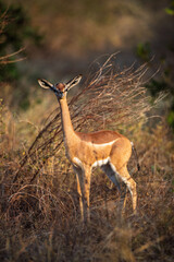 Gerenuk antelope standing in savannah, Kenya