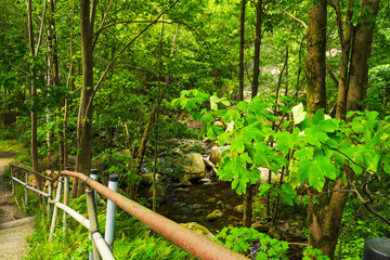 Eine schmale Treppe mit Geländer führt in den Wald des Okertals hinunter. Zwischen Farnen und...