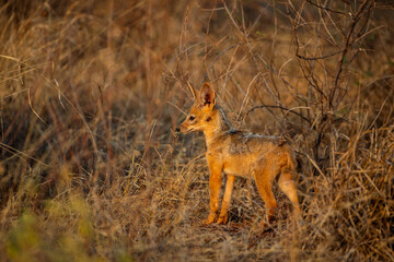 Black-backed jackal pup standing in golden savannah grass, Kenya