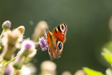 A photo of a peacock butterfly
