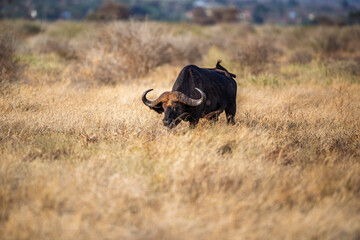 African buffalo grazing in savannah, Kenya