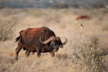 African buffalo grazing in savannah, Kenya
