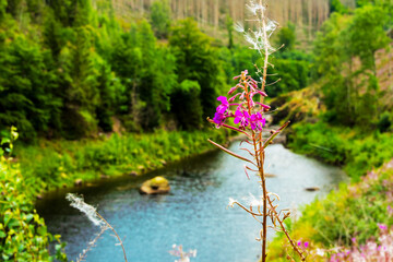 Nahaufnahme eines Schmalblättrigen Weidenröschens vor der Oker. Die Blume steht für neue...