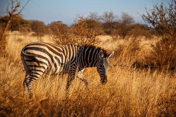 Plains Zebra Grazing in the African Savannah