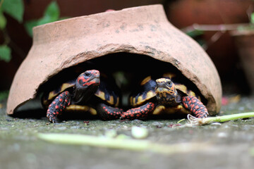 Cute small baby Red-foot Tortoise in the nature,The red-footed tortoise (Chelonoidis carbonarius) is a species of tortoise from northern South America