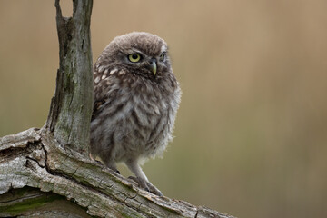 Recently Fledged Little Owl Owlet (Athene Noctua) photographed at dusk in farmland