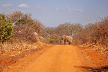 Elephants Crossing a Red Dust Road in Tsavo National Park