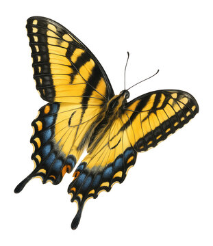 Swallowtail Butterfly