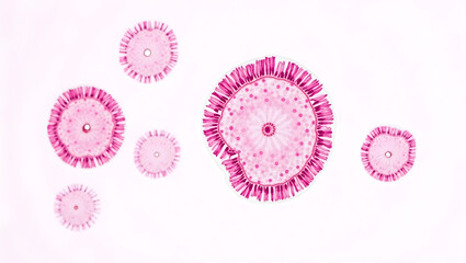 Anatomy & Physiology A microstructure of stomach gland cells, isolated on white, showing parietal, chief, and mucous cells for histology and gastric physiology study