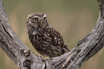 Little Owl Owlet (Athene Noctua) photographed at dusk in farmland
