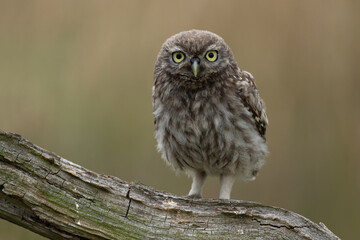 Recently Fledged Little Owl Owlet (Athene Noctua) photographed at dusk in farmland