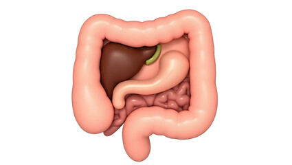 Anatomy & Physiology A pediatric abdominal organ model, isolated on white, highlighting liver, spleen, and intestine for pediatric surgery, growth, and nutrition (1)