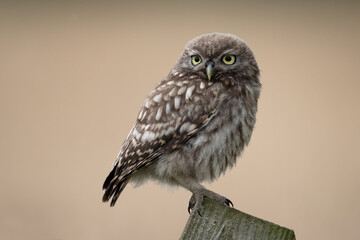 Recently Fledged Little Owl Owlet (Athene Noctua) photographed at dusk in farmland