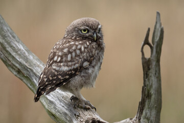 Recently Fledged Little Owl Owlet (Athene Noctua) photographed at dusk in farmland