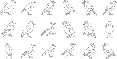 Collection of bird sketches, featuring various species in different poses, perfect for naturethemed designs and illustrations