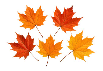 Obraz premium Set of autumn maple leaves.
