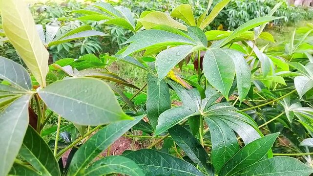 Fresh green cassava leaves with water drops after rain and a grasshopper, showing lush tropical foliage blown by the wind in a natural garden.
